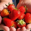 밀.밭두렁 이미지