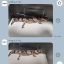 스윗테일 | [펫테일 게코] 도도시(도마뱀도착시간) 이용 후기