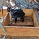 솔잎목장 이미지