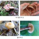 야생버섯 종류 이미지