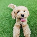 도그아레아 | 경기도 김포시 도그아레아 애견유치원&amp;amp;미용, 가격, 리뷰, 후기