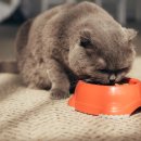 고양이집 이미지