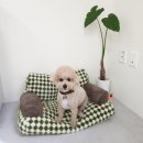 봉츄르(Bonchewr) | [시흥/배곧 애견수제간식/강아지케이크] &#39;봉츄르&#39; 댕댕이들의 방앗간