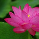 연꽃이야기 이미지