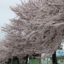 4월 5일(토) 벚꽃 엔딩 - 갑천(둔산대교~신구교) 이미지