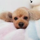 모찌애견샵 이미지