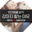 해운대 24시 동물의료원 이미지