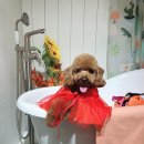 헬로우프리티 이미지