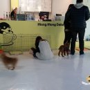 멍멍이다방 네이버블로그