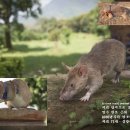 지뢰 탐지으로 훈장 받은 마가와 African giant pouched rat Magawa 이미지