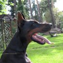 프라이드 켄넬 이미지