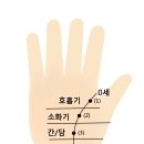 [손금/수상학] 생명선에 나타나는 점 (臀, 腰, 肩, 頭) 이미지