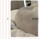 광주다온동물병원 네이버블로그