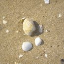 바다의향기 이미지