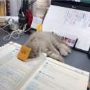 못된고양이 Daum카페
