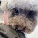 예쁘댕냥 이미지