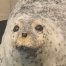 세븐일레븐 화산지구점 | [시모노세키] 시모노세키 2일차_시모노세키역에서 스페이스월드역까지,키와미야 함바그, 생명의 여행...