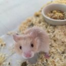 부산햄스터분양 행복햄 이미지