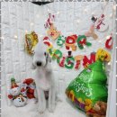 키티앤퍼피 이미지