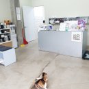 디디동물병원 이미지