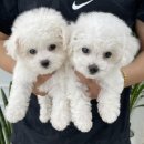 오마이퍼피 이미지