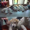 동물농장 - 양산시 양산역로 85 | 동물농장