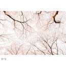봄바람
