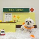 옐레드 애견유치원 & 애견호텔, 미용 안산고잔점 | 안산) 안심하고 맡길 수 있는 안산애견유치원 : 옐레드 안산고잔점