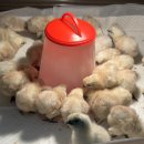 천안오골계농장 이미지