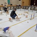 댕댕이를 부탁해 이미지