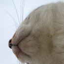 에쓰오일사옥빌딩 | S-oil 대학생 천연기념물지킴이단 13기 동계캠프