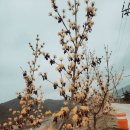 천지공설시장 이미지