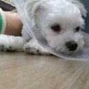 이윤세동물병원 이미지