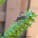 깻잎 밭의 노린재(Stink Bug) 이미지