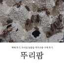 먹이팜 | 먹이곤충 쌍별귀뚜라미, 귀뚜라미 뚜리팜 내돈내산 구매 후기│1~3회차