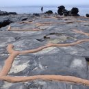 바닷가돌빌레 이미지