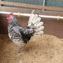 조은농장 이미지