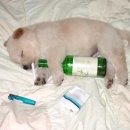 우리집 강아지 이미지