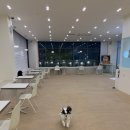 퍼피라떼 | [수원] 애견카페 퍼피라떼 방문 후기