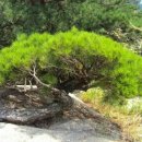 클럽모우 골프＆라이프 스타일 | 국내 골프장 운영 현황... 갯수 &amp; 지역별, 개별 클럽별 면적 비교 [최대 규모 순위 50]