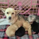 너.애.개 이미지