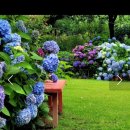 마루네일 | 감성 폭발! 앵지밭길그집 후기 (사진 찍기 좋은 곳) 마루네정원