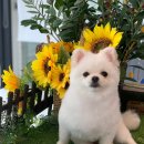 신둔천 2 이미지