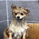 잇츠그루밍타임 이미지