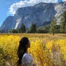 꼬불꼬불 미로따라 역사속으로 GO~ GO~ | 샌프란 출발 요세미티 1박2일 투어 | 인생샷+별장숙박 완벽 후기