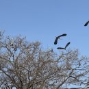 백로서식지 이미지