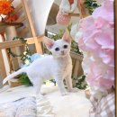 미오미오 고양이분양 이미지