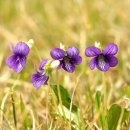 제비꽃 이미지