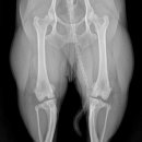 본 동물메디컬센터 외과동물병원 이미지