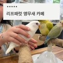 화정초등학교 | 김해 이색카페 추천! 어린이날에 다녀온 리프패럿 앵무새 카페 체험 후기